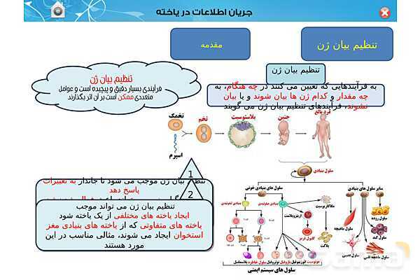 پاورپوینت تدریس زیست شناسی (3) دوازدهم تجربی | فصل 2: جریان اطلاعات در یاخته (گفتار 1 تا 3)- پیش نمایش