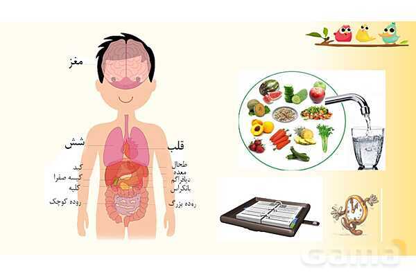 پاورپوینت درس 9 علوم چهارم ابتدائی: ساختمان سلول و دستگاه گوارش- پیش نمایش