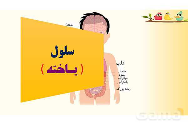 پاورپوینت درس 9 علوم چهارم ابتدائی: ساختمان سلول و دستگاه گوارش- پیش نمایش