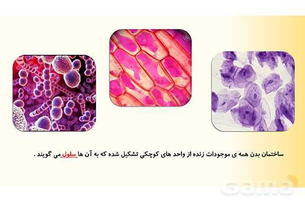 پاورپوینت درس 9 علوم چهارم ابتدائی: ساختمان سلول و دستگاه گوارش- پیش نمایش