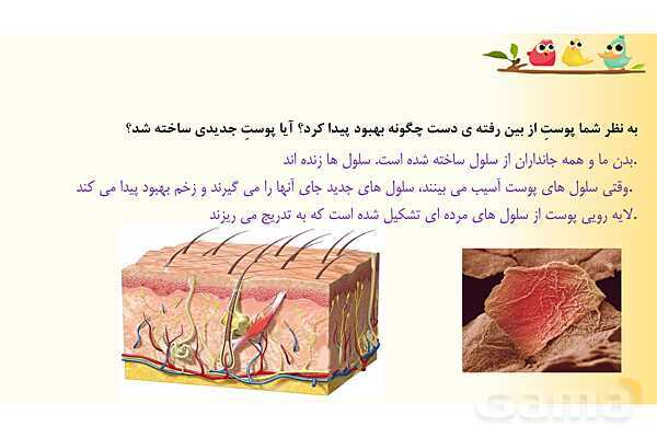 پاورپوینت درس 9 علوم چهارم ابتدائی: ساختمان سلول و دستگاه گوارش- پیش نمایش