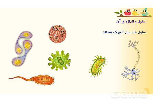 پاورپوینت درس 9 علوم چهارم ابتدائی: ساختمان سلول و دستگاه گوارش- پیش نمایش
