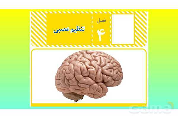 پاورپوینت فصل 4 علوم تجربی هشتم - تنظیم عصبی- پیش نمایش