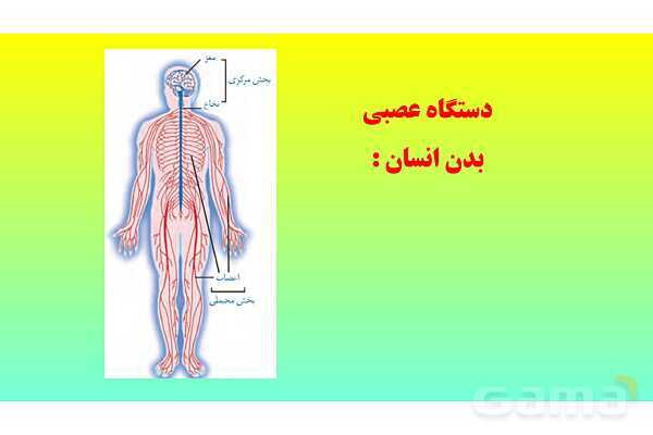 پاورپوینت فصل 4 علوم تجربی هشتم - تنظیم عصبی- پیش نمایش