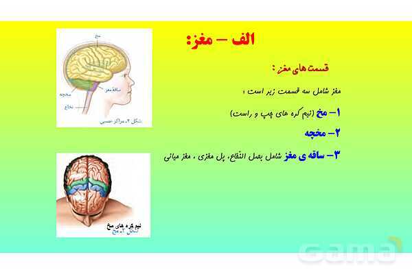 پاورپوینت فصل 4 علوم تجربی هشتم - تنظیم عصبی- پیش نمایش