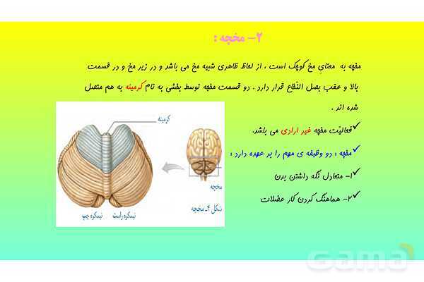 پاورپوینت فصل 4 علوم تجربی هشتم - تنظیم عصبی- پیش نمایش