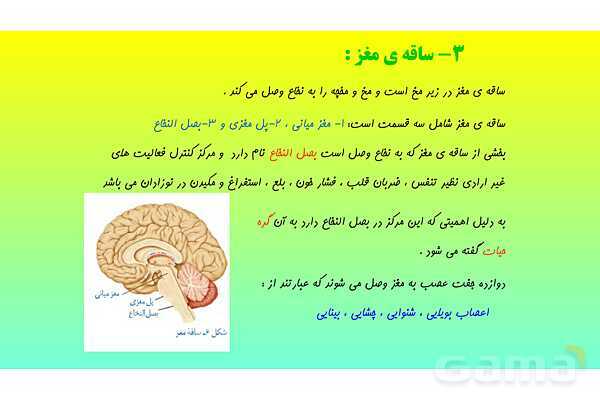 پاورپوینت فصل 4 علوم تجربی هشتم - تنظیم عصبی- پیش نمایش