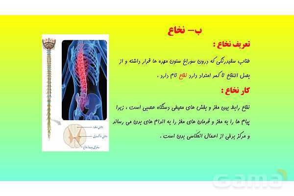 پاورپوینت فصل 4 علوم تجربی هشتم - تنظیم عصبی- پیش نمایش