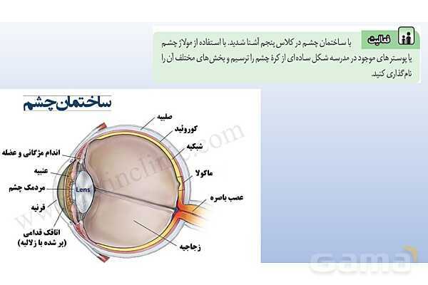 پاورپوینت فصل 5 علوم تجربی هشتم - حس و حرکت- پیش نمایش