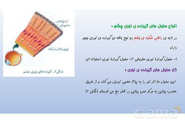 پاورپوینت فصل 5 علوم تجربی هشتم - حس و حرکت- پیش نمایش