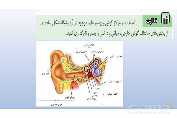 پاورپوینت فصل 5 علوم تجربی هشتم - حس و حرکت- پیش نمایش