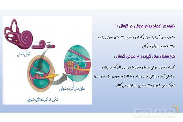 پاورپوینت فصل 5 علوم تجربی هشتم - حس و حرکت- پیش نمایش