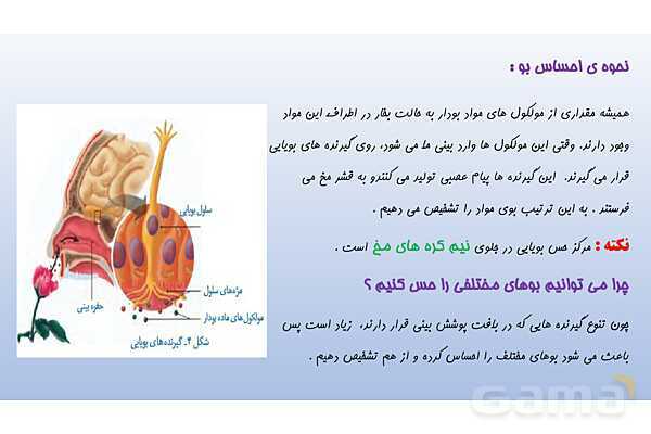 پاورپوینت فصل 5 علوم تجربی هشتم - حس و حرکت- پیش نمایش