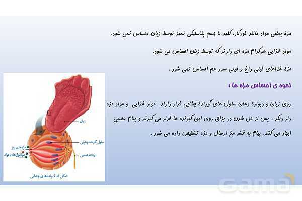 پاورپوینت فصل 5 علوم تجربی هشتم - حس و حرکت- پیش نمایش