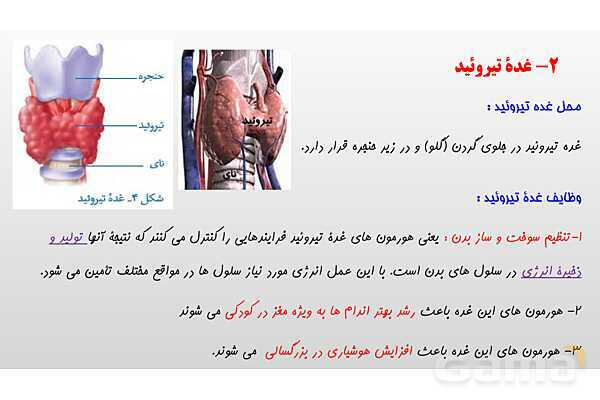 پاورپوینت فصل 6 علوم تجربی هشتم - تنظیم هورمونی- پیش نمایش