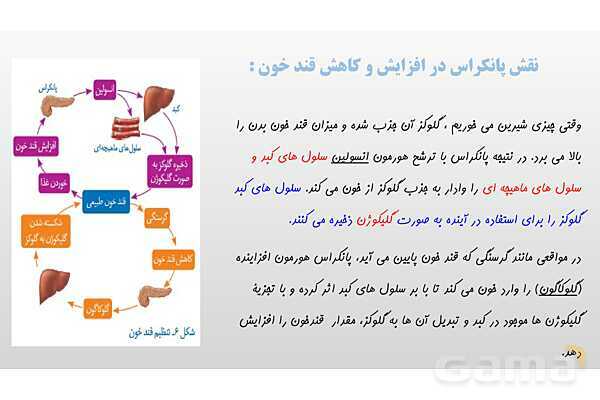 پاورپوینت فصل 6 علوم تجربی هشتم - تنظیم هورمونی- پیش نمایش