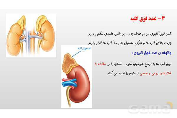 پاورپوینت فصل 6 علوم تجربی هشتم - تنظیم هورمونی- پیش نمایش