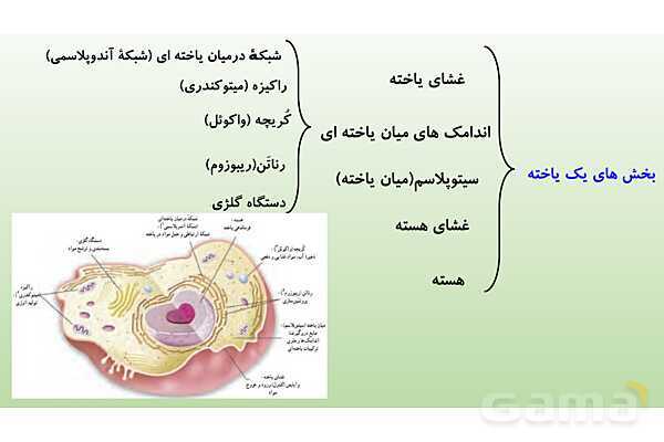 پاورپوینت فصل 7 علوم تجربی هشتم - الفبای زیست فناوری- پیش نمایش