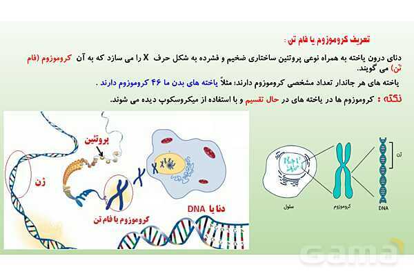 پاورپوینت فصل 7 علوم تجربی هشتم - الفبای زیست فناوری- پیش نمایش