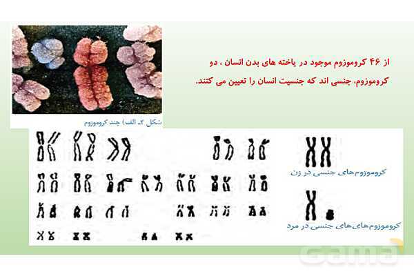 پاورپوینت فصل 7 علوم تجربی هشتم - الفبای زیست فناوری- پیش نمایش
