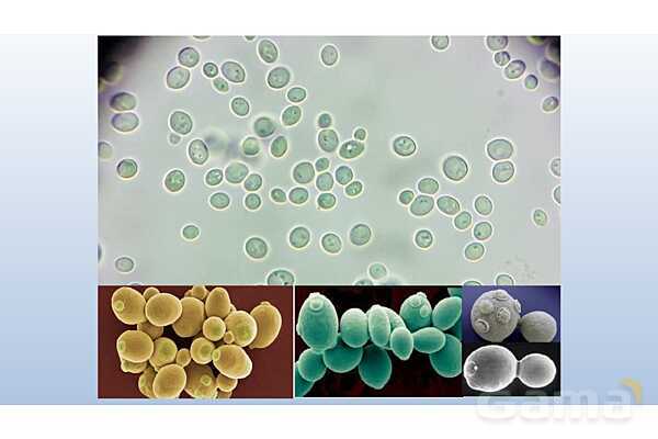 پاورپوینت فصل 8 علوم تجربی هشتم - تولید مثل در جانداران- پیش نمایش
