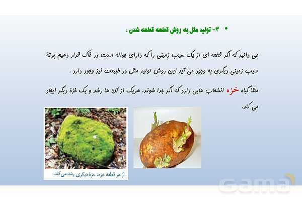 پاورپوینت فصل 8 علوم تجربی هشتم - تولید مثل در جانداران- پیش نمایش