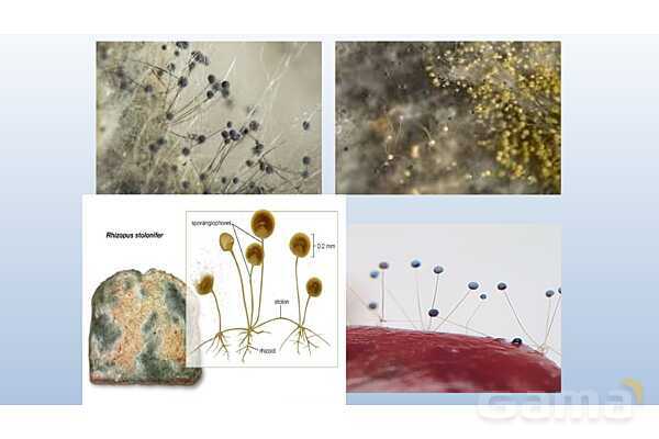 پاورپوینت فصل 8 علوم تجربی هشتم - تولید مثل در جانداران- پیش نمایش