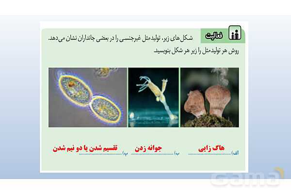 پاورپوینت فصل 8 علوم تجربی هشتم - تولید مثل در جانداران- پیش نمایش