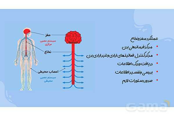 پاورپوینت آموزش فصل 4 علوم هشتم: تنظیم عصبی- پیش نمایش