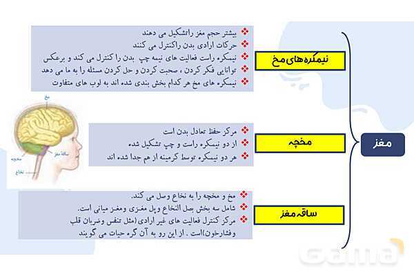 پاورپوینت آموزش فصل 4 علوم هشتم: تنظیم عصبی- پیش نمایش