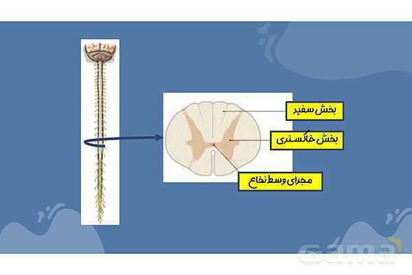 پاورپوینت آموزش فصل 4 علوم هشتم: تنظیم عصبی- پیش نمایش