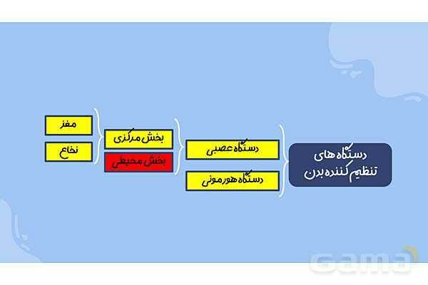 پاورپوینت آموزش فصل 4 علوم هشتم: تنظیم عصبی- پیش نمایش