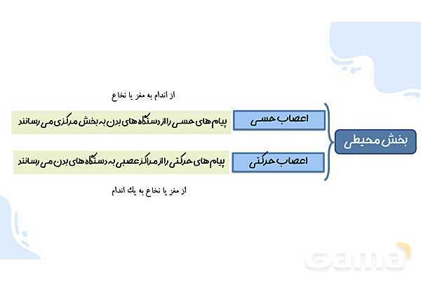 پاورپوینت آموزش فصل 4 علوم هشتم: تنظیم عصبی- پیش نمایش