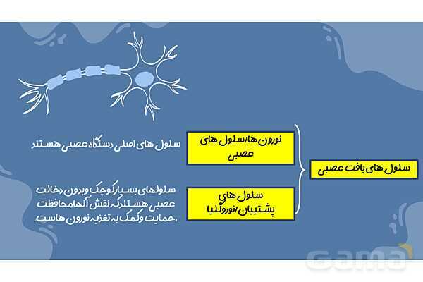 پاورپوینت آموزش فصل 4 علوم هشتم: تنظیم عصبی- پیش نمایش
