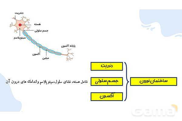 پاورپوینت آموزش فصل 4 علوم هشتم: تنظیم عصبی- پیش نمایش
