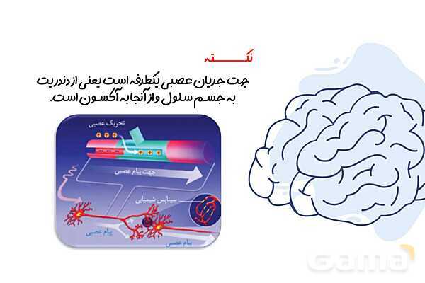 پاورپوینت آموزش فصل 4 علوم هشتم: تنظیم عصبی- پیش نمایش