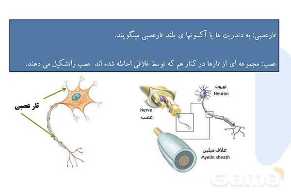 پاورپوینت آموزش فصل 4 علوم هشتم: تنظیم عصبی- پیش نمایش