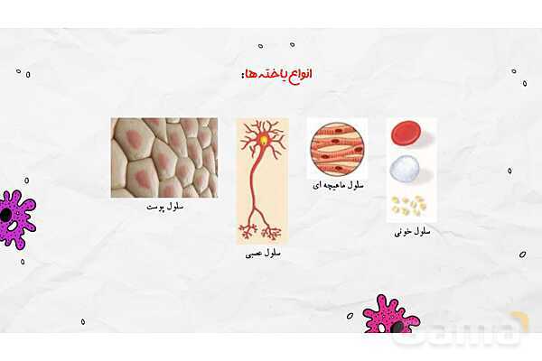 پاورپوینت فصل یازدهم علوم هفتم؛ یاخته و سازمان بندی آن- پیش نمایش