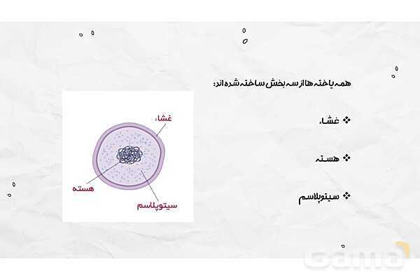 پاورپوینت فصل یازدهم علوم هفتم؛ یاخته و سازمان بندی آن- پیش نمایش