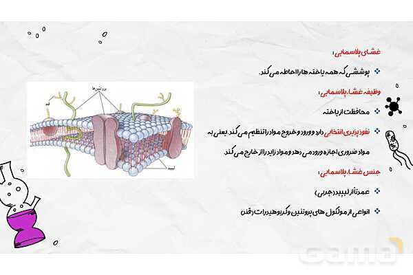 پاورپوینت فصل یازدهم علوم هفتم؛ یاخته و سازمان بندی آن- پیش نمایش