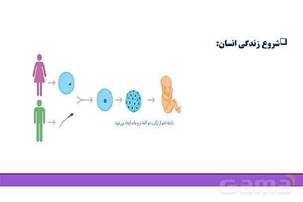 پاور روان شناسی یازدهم درس 2: روان شناسی رشد - پیش نمایش