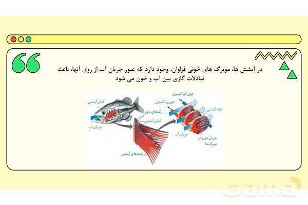پاور فصل چهاردهم علوم نهم: جانوران مهره دار- پیش نمایش