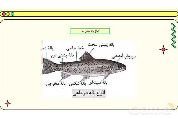 پاور فصل چهاردهم علوم نهم: جانوران مهره دار- پیش نمایش