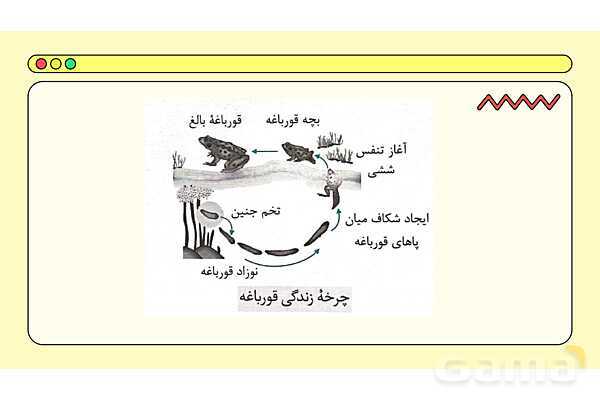 پاور فصل چهاردهم علوم نهم: جانوران مهره دار- پیش نمایش