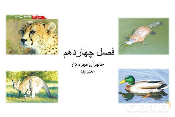 پاور علوم نهم فصل 14: جانوران مهره دار- پیش نمایش