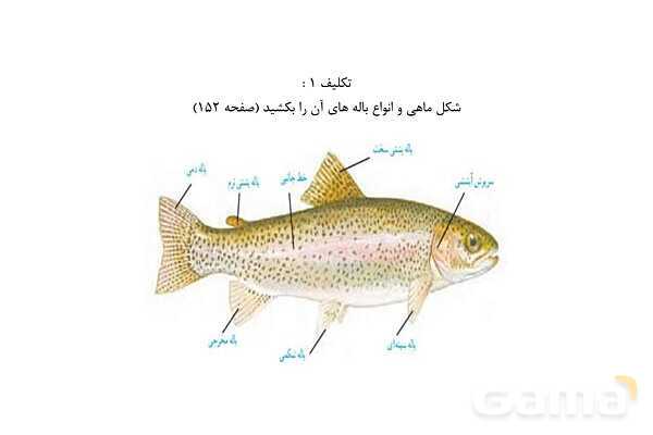 پاور علوم نهم فصل 14: جانوران مهره دار- پیش نمایش