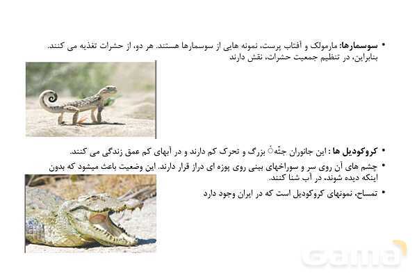 پاور علوم نهم فصل 14: جانوران مهره دار- پیش نمایش