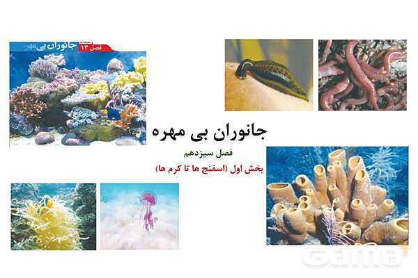 پاور علوم نهم فصل 13: جانوران بی مهره- پیش نمایش