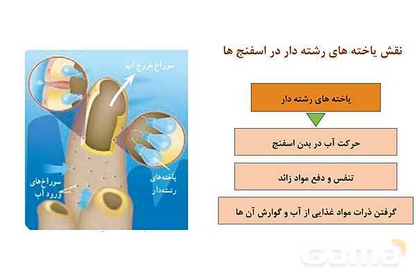 پاور علوم نهم فصل 13: جانوران بی مهره- پیش نمایش