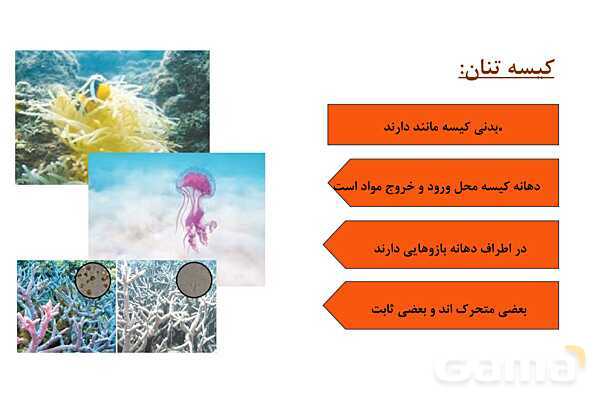 پاور علوم نهم فصل 13: جانوران بی مهره- پیش نمایش